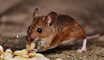 24 Hour & Emergency Exterminators in Baugh, OK